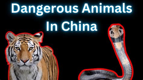 are there dangerous animals in china